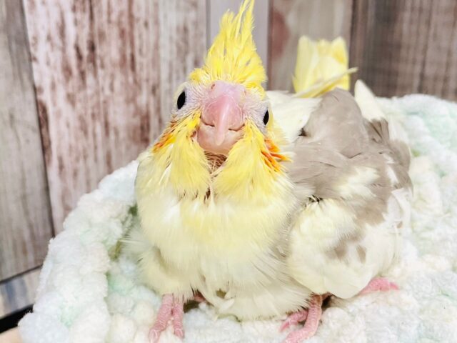 オカメインコ