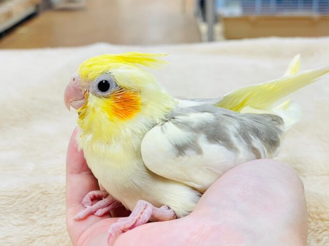 オカメインコ