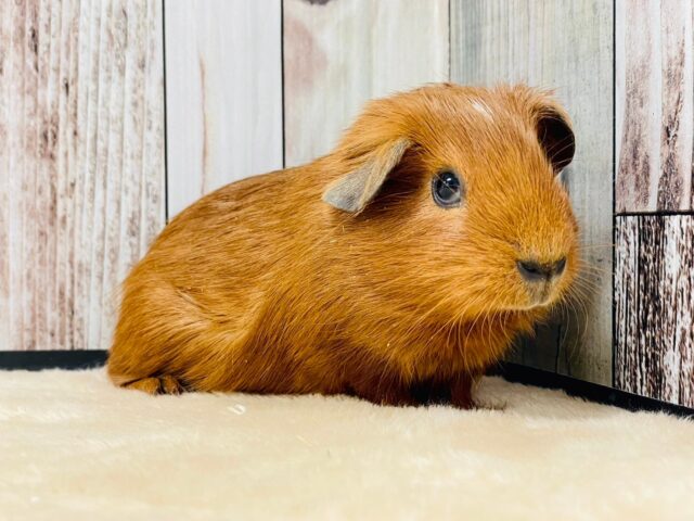 ロシアンモルモット