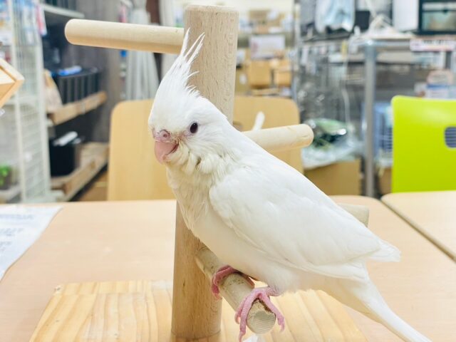オカメインコ