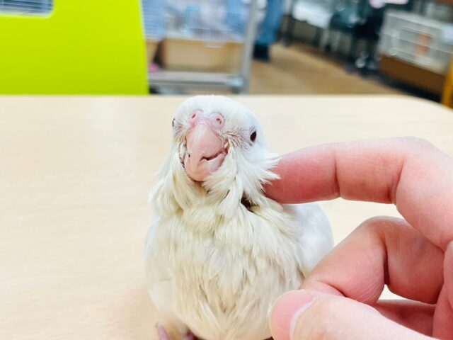 オカメインコ