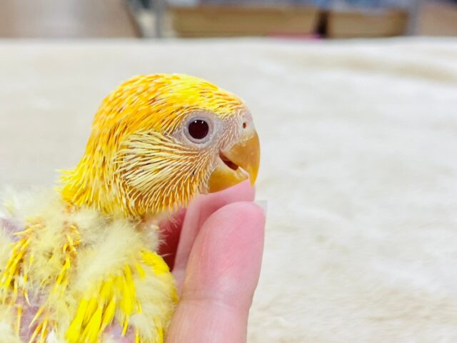コザクラインコ（小桜インコ）