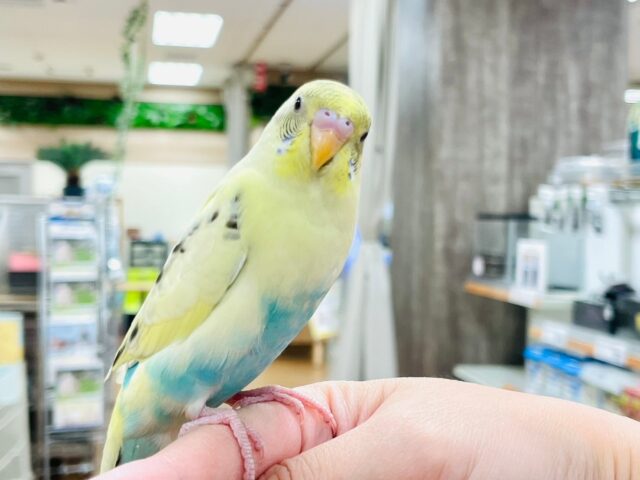 セキセイインコ