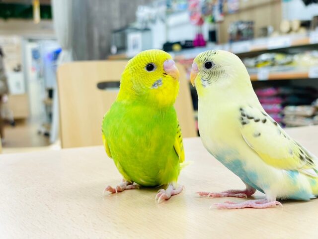 セキセイインコ