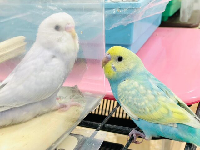 セキセイインコ