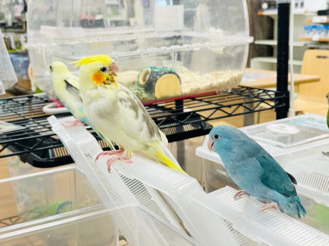 オカメインコ