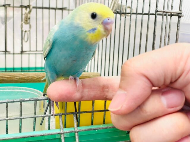 セキセイインコ