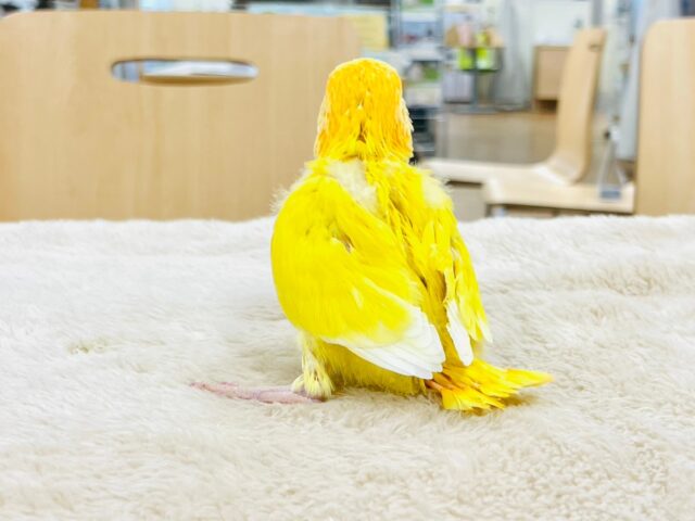 コザクラインコ（小桜インコ）