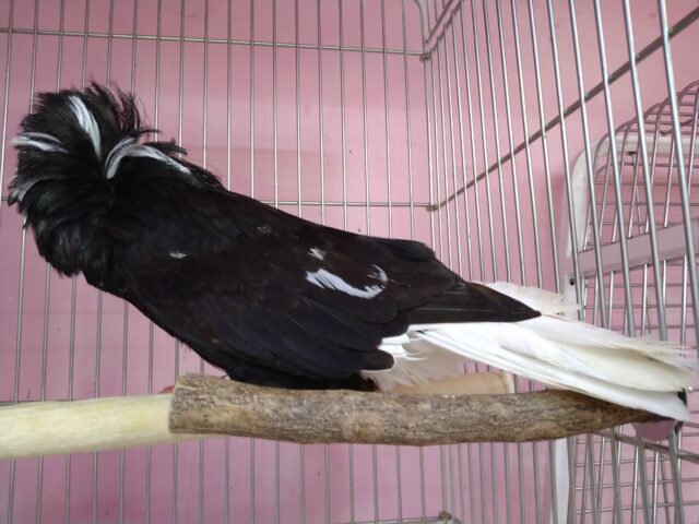 ジャコビン、再び!ルシファー様降臨です✨ ジャコビンバト