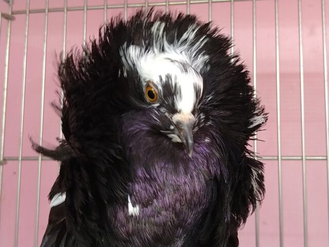 ジャコビン、再び!ルシファー様降臨です✨ ジャコビンバト