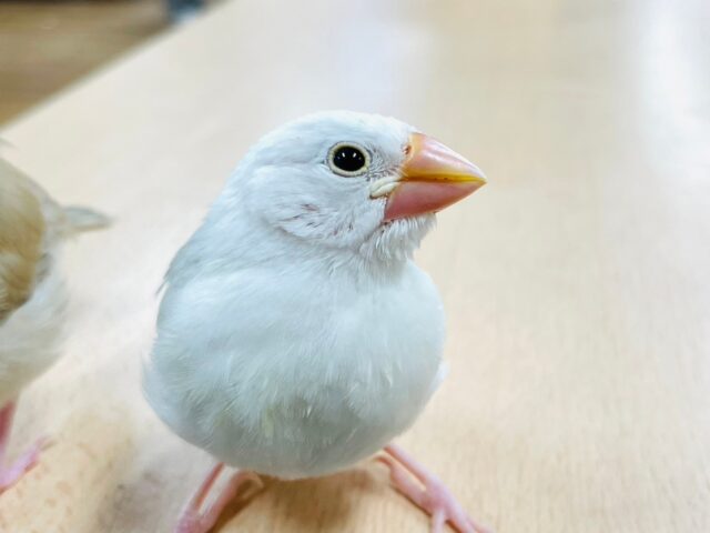 白文鳥
