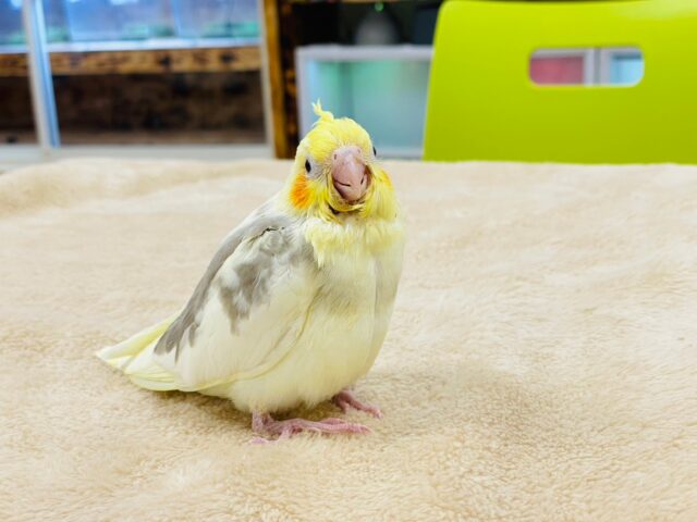 オカメインコ