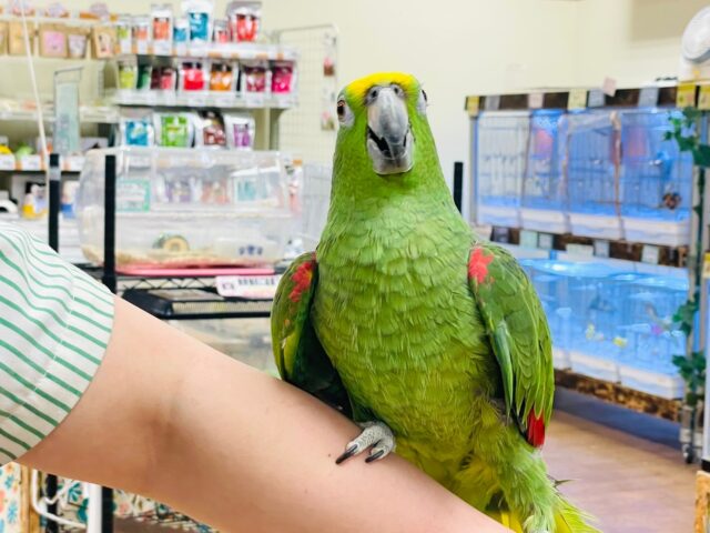 キビタイボウシインコ