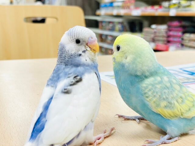 セキセイインコ