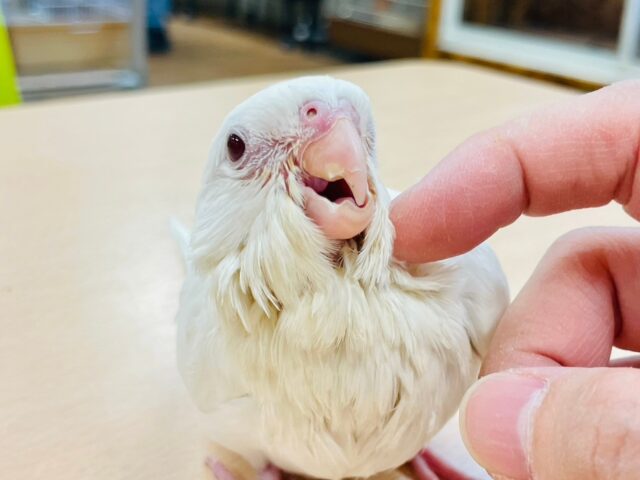 オカメインコ