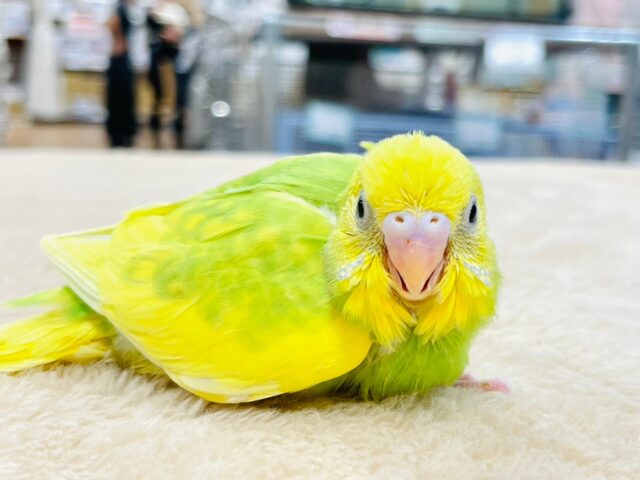 セキセイインコ