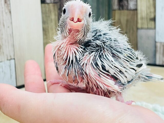 【最新画像更新🪄】ひな鳴きが止まらない☆オカメインコ(ホワイトフェイスパイド)ヒナ オカメインコ