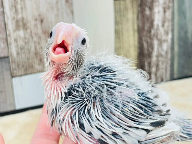 【最新画像更新🪄】ひな鳴きが止まらない☆オカメインコ(ホワイトフェイスパイド)ヒナ オカメインコ