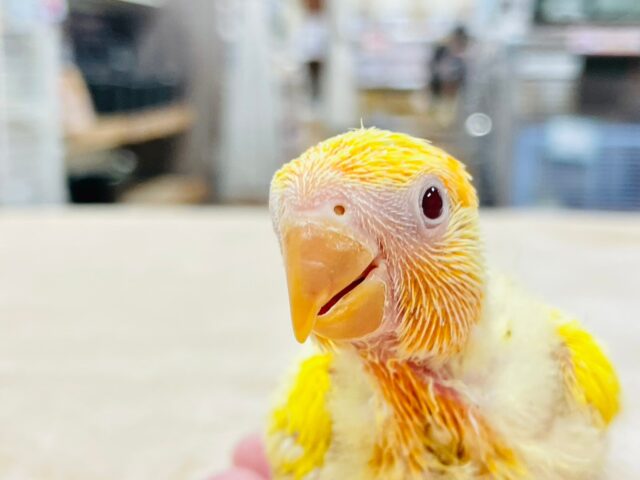 コザクラインコ（小桜インコ）