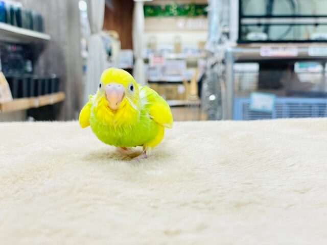 セキセイインコ