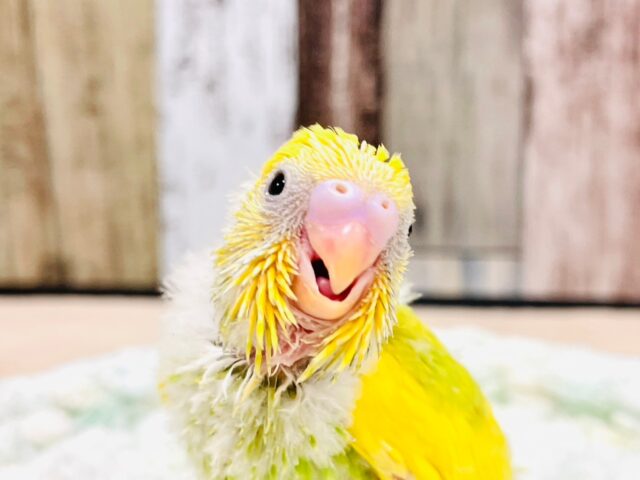 セキセイインコ