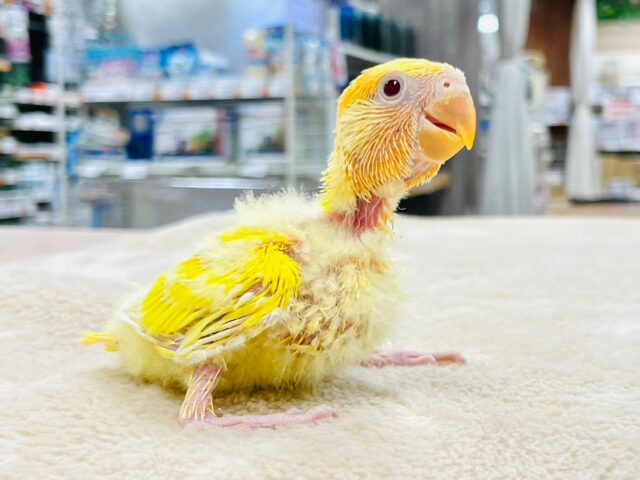 コザクラインコ（小桜インコ）