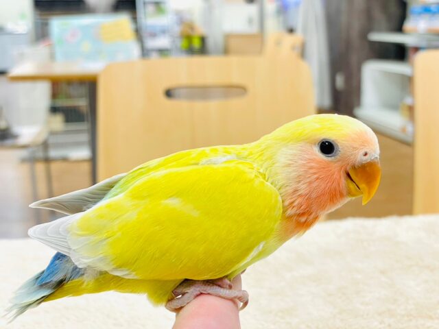 コザクラインコ（小桜インコ）
