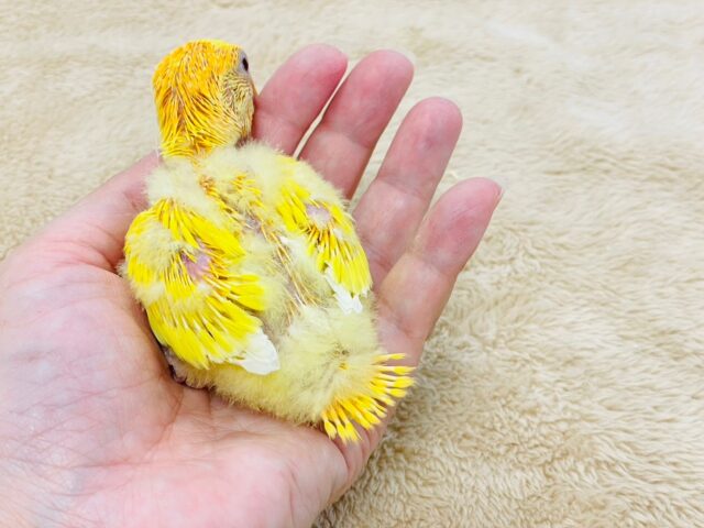 コザクラインコ（小桜インコ）