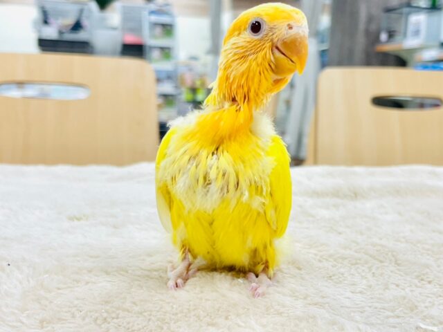 コザクラインコ（小桜インコ）