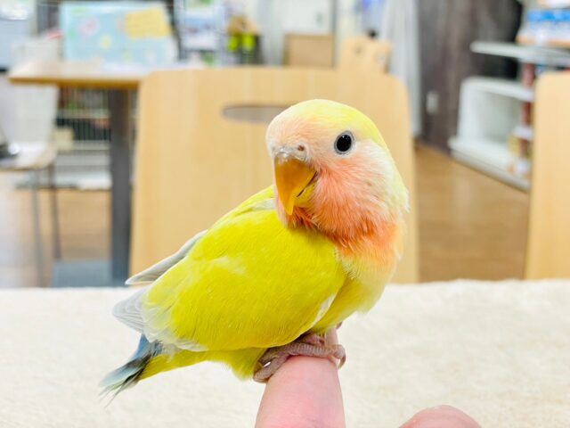 コザクラインコ（小桜インコ）