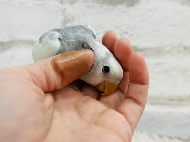 コザクラインコ（小桜インコ）