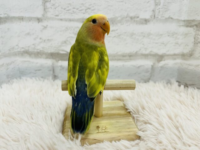 コザクラインコ（小桜インコ）