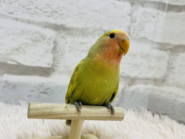 コザクラインコ（小桜インコ）