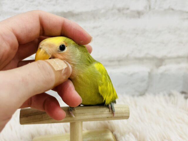 コザクラインコ（小桜インコ）