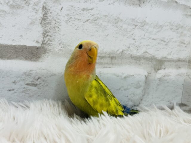 コザクラインコ（小桜インコ）