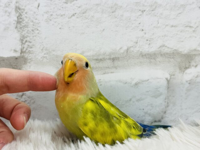コザクラインコ（小桜インコ）