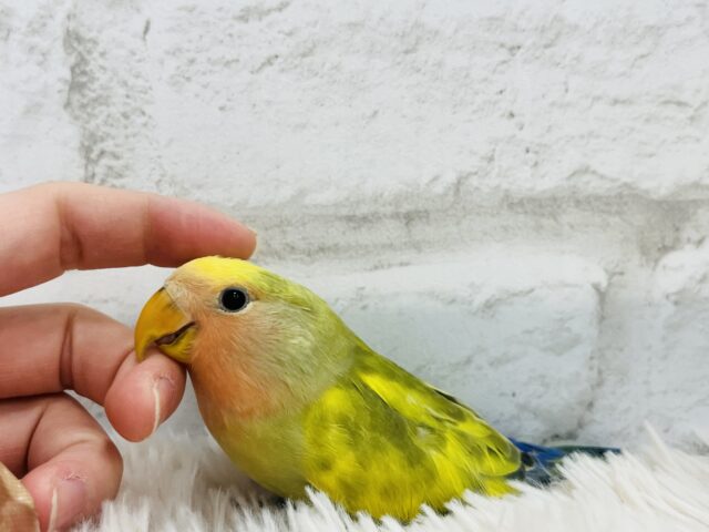 コザクラインコ（小桜インコ）
