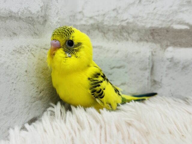 セキセイインコ