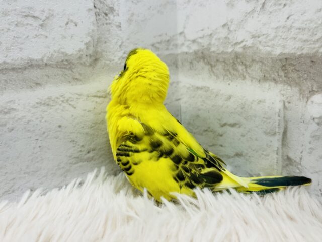 セキセイインコ
