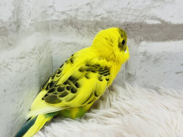 セキセイインコ