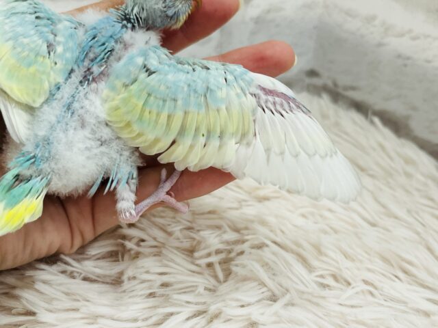 セキセイインコ