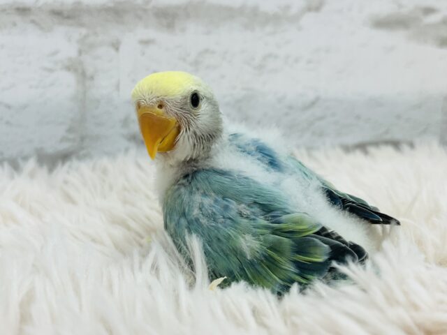 コザクラインコ（小桜インコ）