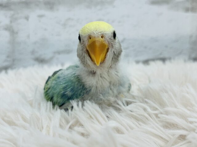 コザクラインコ（小桜インコ）