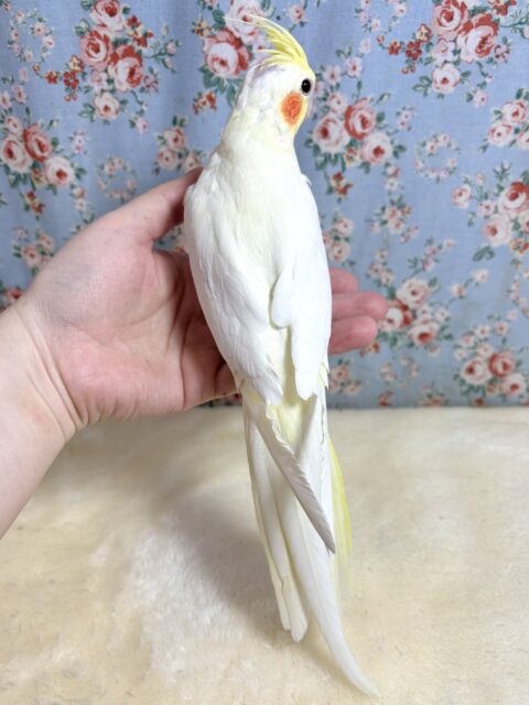 オカメインコ ルチノー 🤍🧡( ・θ・)✨️ オカメインコ