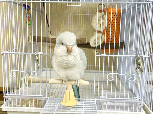 控えめな甘えん坊🩵🤍オキナインコ(ブルーパリド) オキナインコ