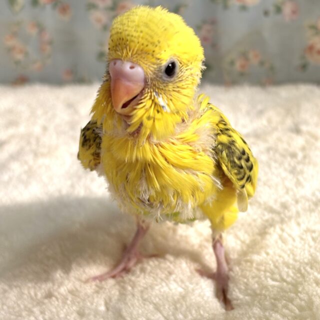 セキセイインコ