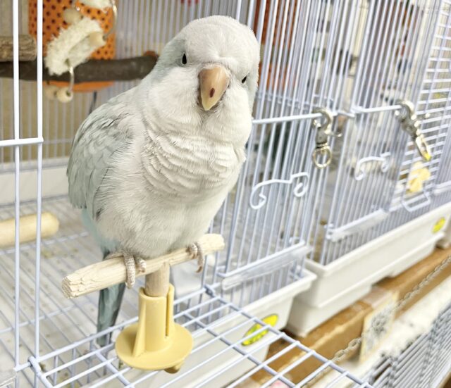 控えめな甘えん坊🩵🤍オキナインコ(ブルーパリド) オキナインコ