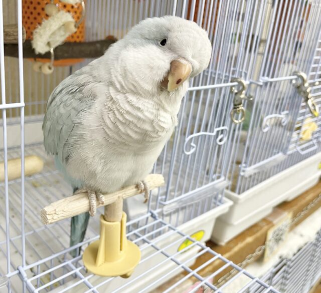 控えめな甘えん坊🩵🤍オキナインコ(ブルーパリド) オキナインコ