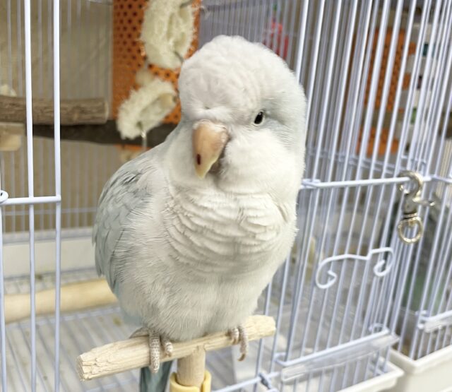 控えめな甘えん坊🩵🤍オキナインコ(ブルーパリド) オキナインコ