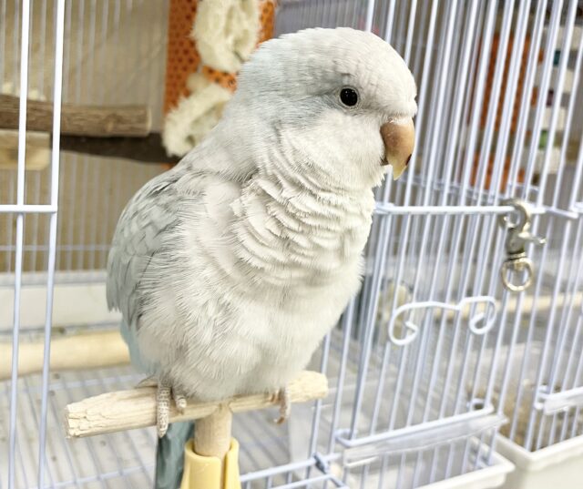 控えめな甘えん坊🩵🤍オキナインコ(ブルーパリド) オキナインコ
